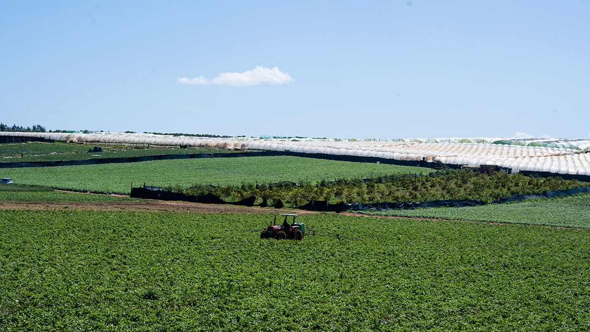 Campos de cultivo en la región costera de Larache, Marruecos - PHOTO/ATALAYAR