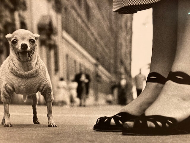 Elliott Erwitt Fundación Canal