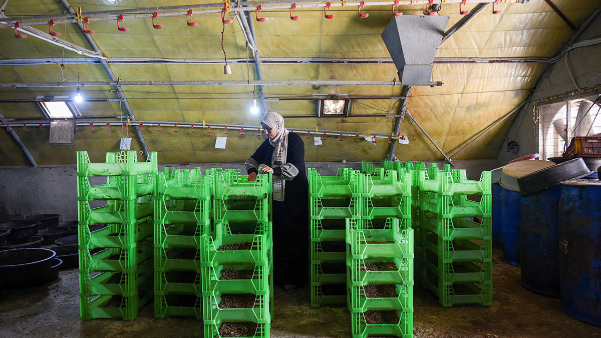 <p>Granja de la empresa egipcia EGYMAG Biotechnology, que tiene como objetivo desarrollar un sistema de cría en interiores, una solución de producción vertical de proteínas de insectos con menos uso de tierra, agua y energía y la transformación de residuos orgánicos en proteínas y fertilizantes orgánicos únicos, en Al Qalyubia, Egipto - REUTERS/HADEER MAHMOUD </p>