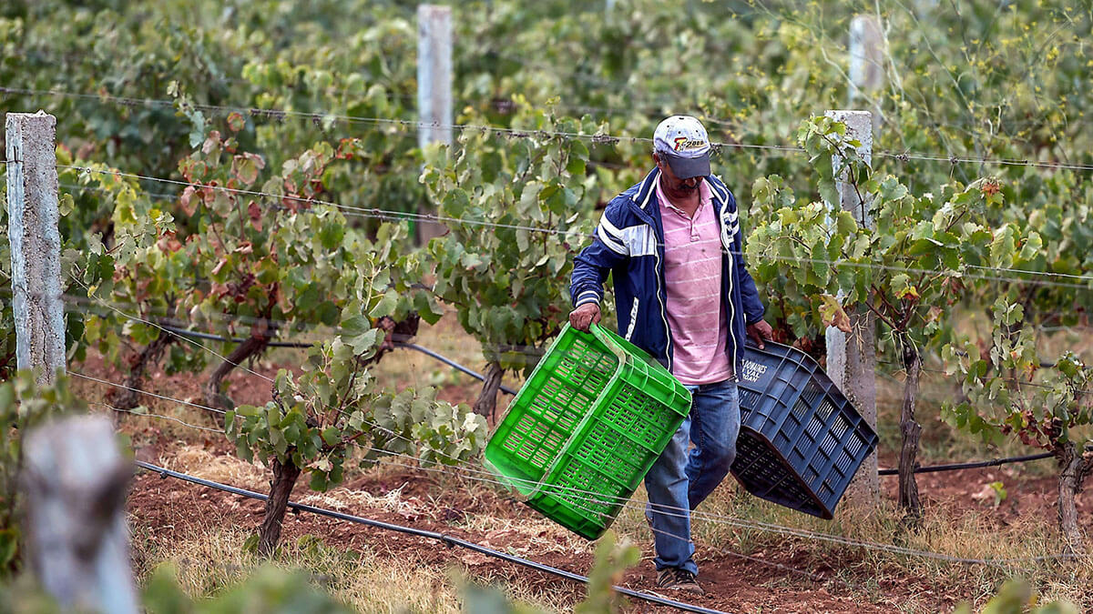Un agricultor marroquí cosecha uvas en el viñedo Val dArgan en el pueblo de Ounara en la región occidental de Essaouira - AFP/FADEL SENNA