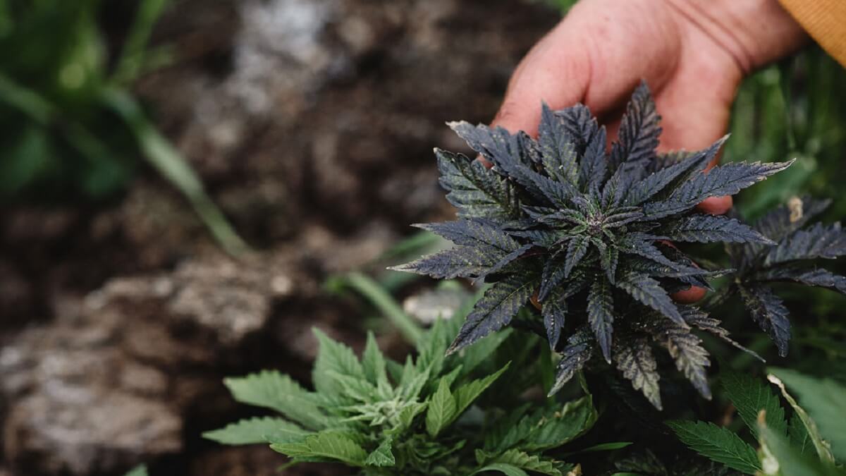 Marruecos, Chefchaouen, febrero de 2024. En el corazón de las montañas del Rif, casi 100.000 hogares viven del cultivo de cannabis, que constituye una parte esencial de la economía local – PHOTO/Mathilde Cybulski/Hans Lucas/Hans Lucas vía AFP