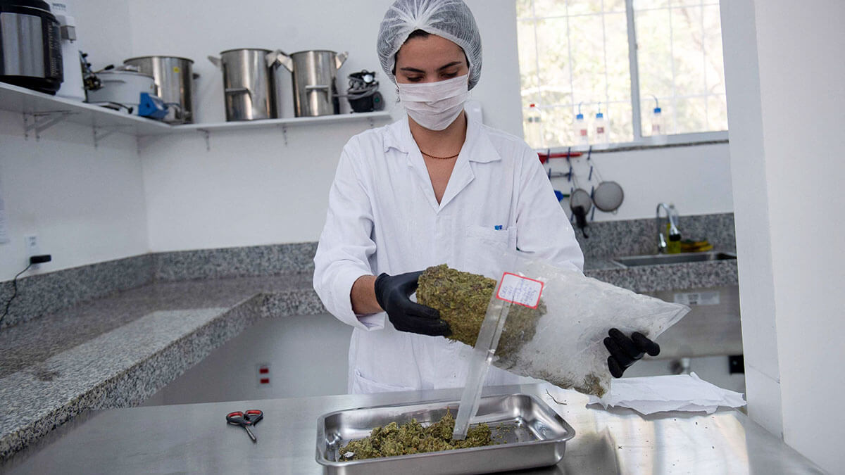 Un miembro del personal desmenuza cannabis utilizado para producir aceite medicinal - AFP/ MAURO PIMENTEL