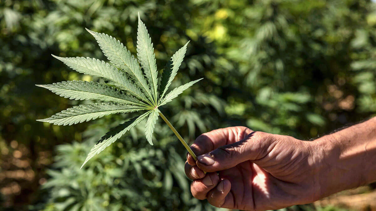 Un agricultor sostiene una hoja de cannabis en un campo en el pueblo de Azila, en la región marroquí de Ketama - AFP/FADEL SENNA