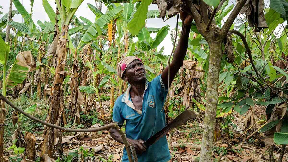 Granja de cacao rehabilitada en Kwabeng, en la Región Oriental, Ghana, el 28 de febrero de 2024 - REUTERS/FRANCIS KOKOROKO