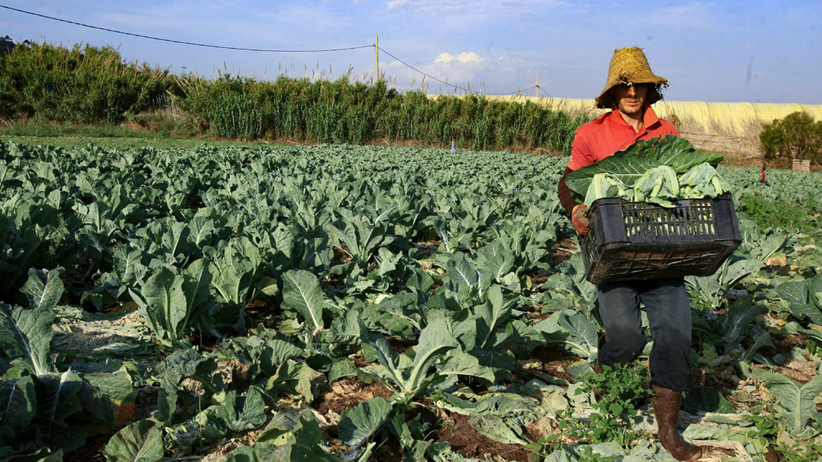 Un agricultor cosecha coliflores para venderlas en el campo de Tipaza, al oeste de Argel, Argelia - REUTERS/ RAMZI BOUDINA
