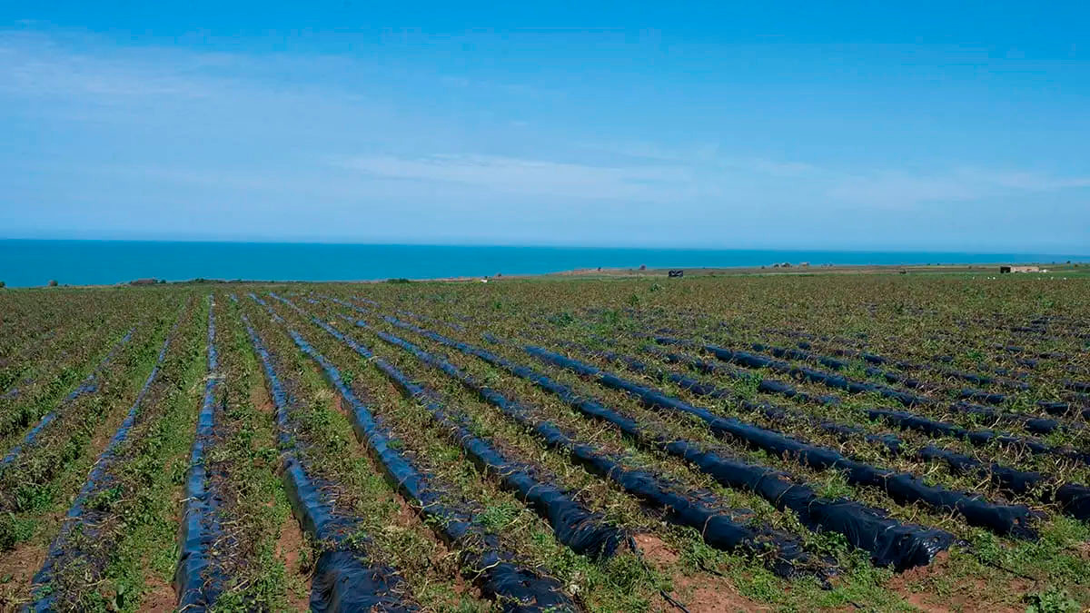 Campos de cultivo en la región costera de Larache, Marruecos - PHOTO/ATALAYAR