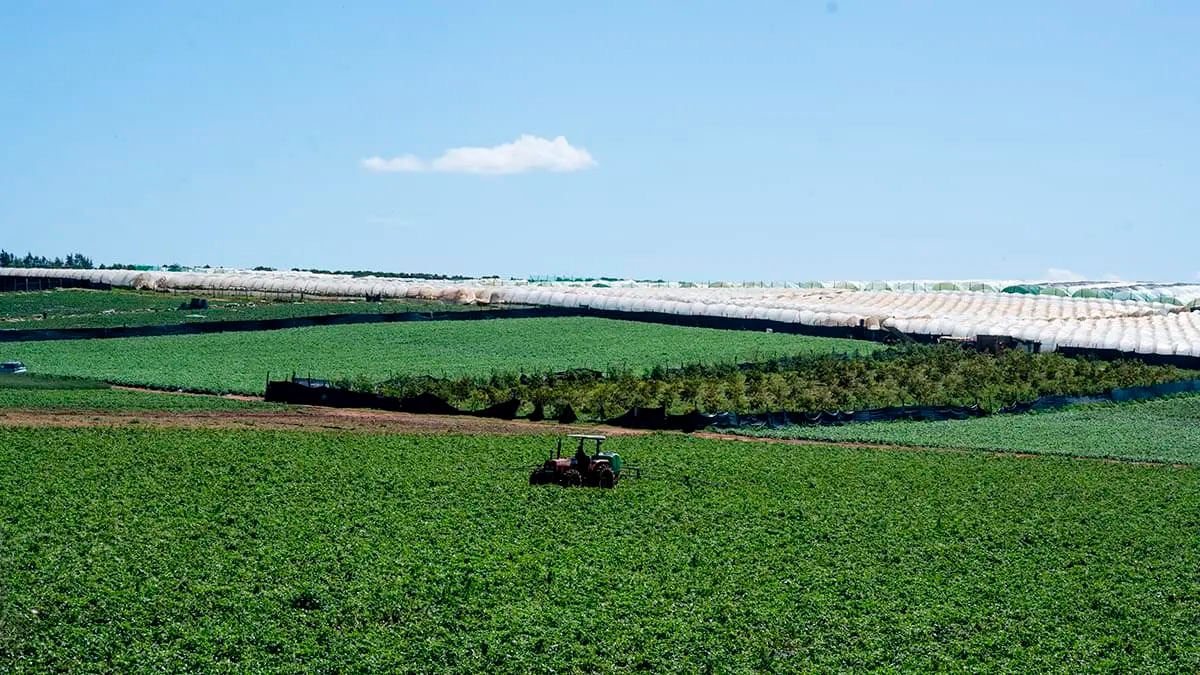 Campos de cultivo en la región Tanger - PHOTO/ATALAYAR