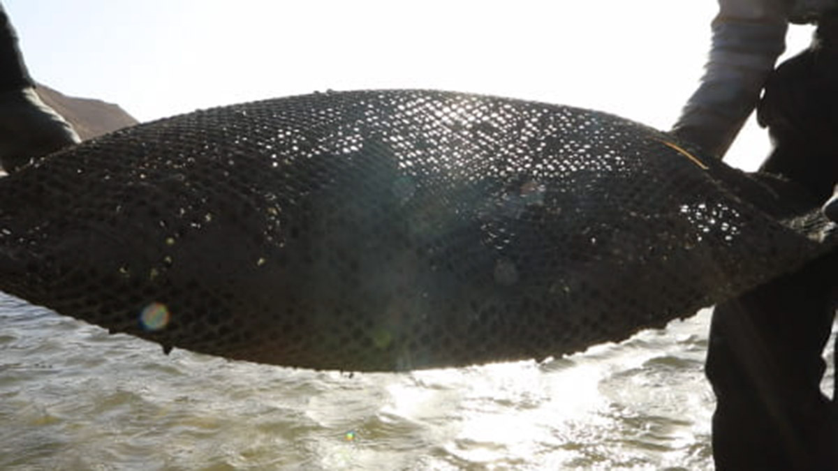 b2
