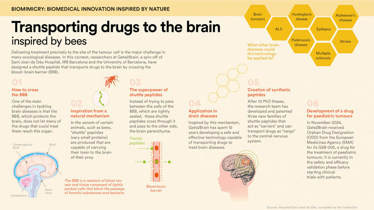 Infografía: Atravesar la barrera hematoencefálica para tratar el cáncer cerebral infantil. © Fundación "la Caixa"