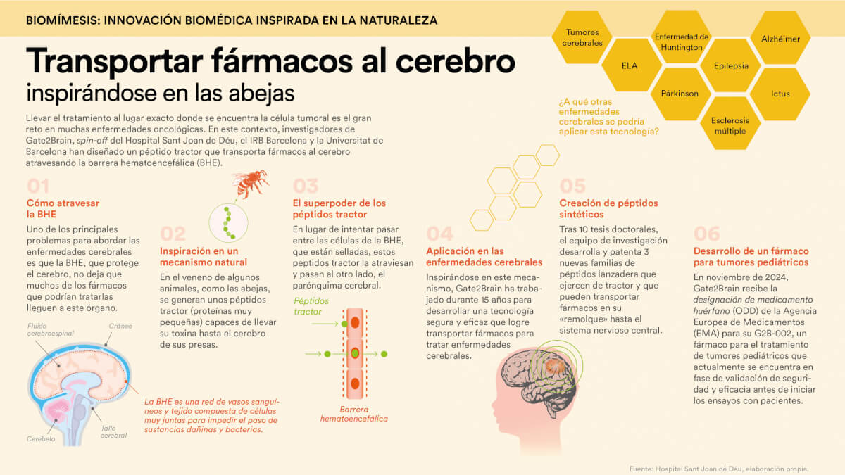 Infografía: Atravesar la barrera hematoencefálica para tratar el cáncer cerebral infantil. © Fundación "la Caixa"