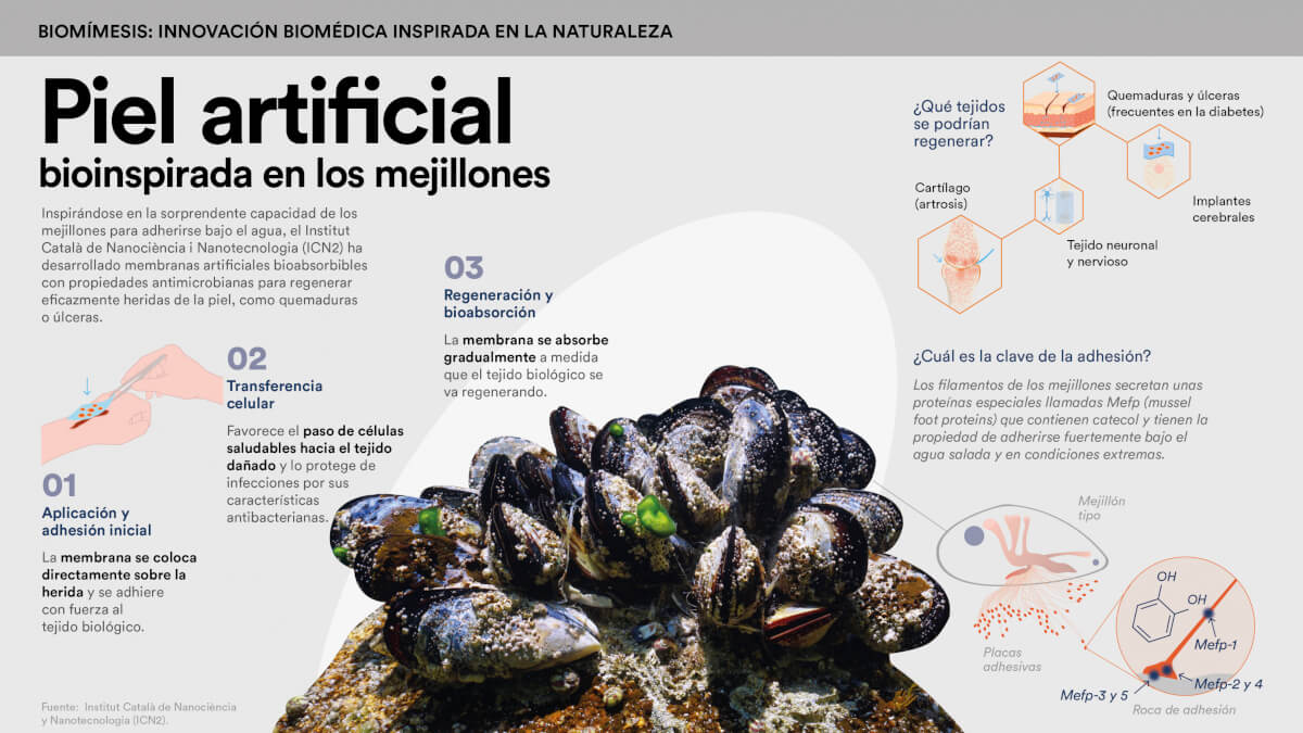 Infografía: Hacia el desarrollo de membranas antimicrobianas para regenerar lesiones de la piel. © Fundación "la Caixa"