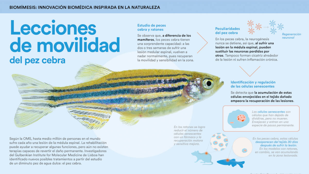 Infografía: Una nueva terapia para regenerar la médula espinal. © Fundación "la Caixa"