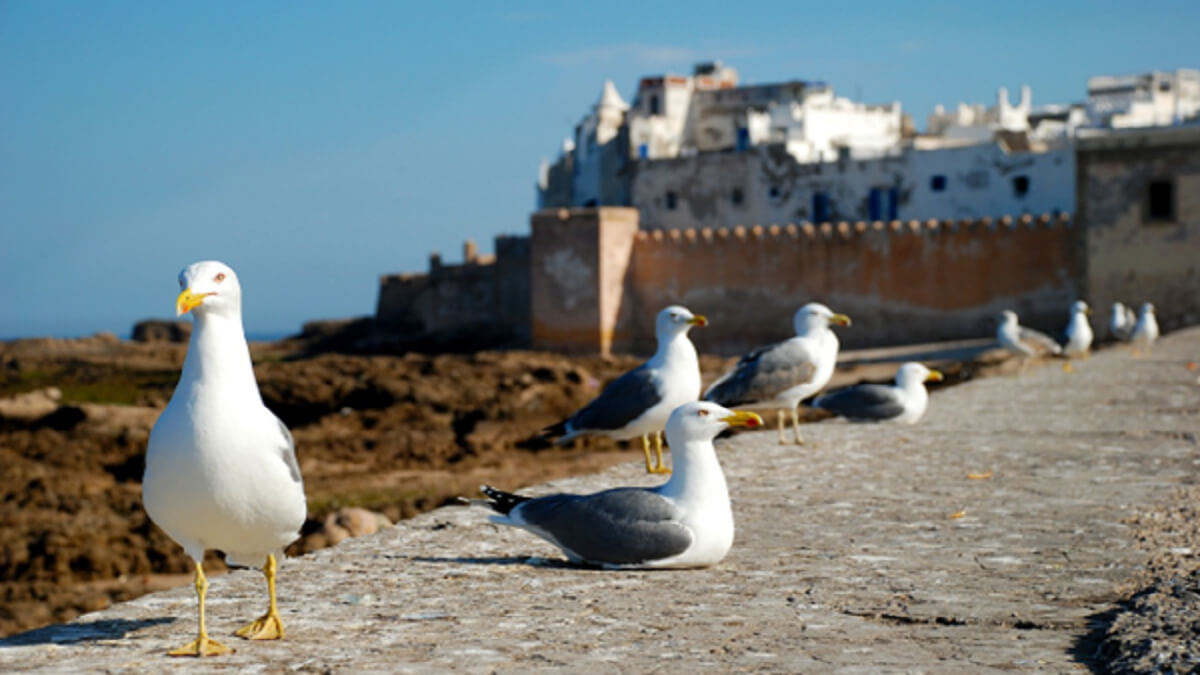 Marruecos - PHOTO/PIXABAY