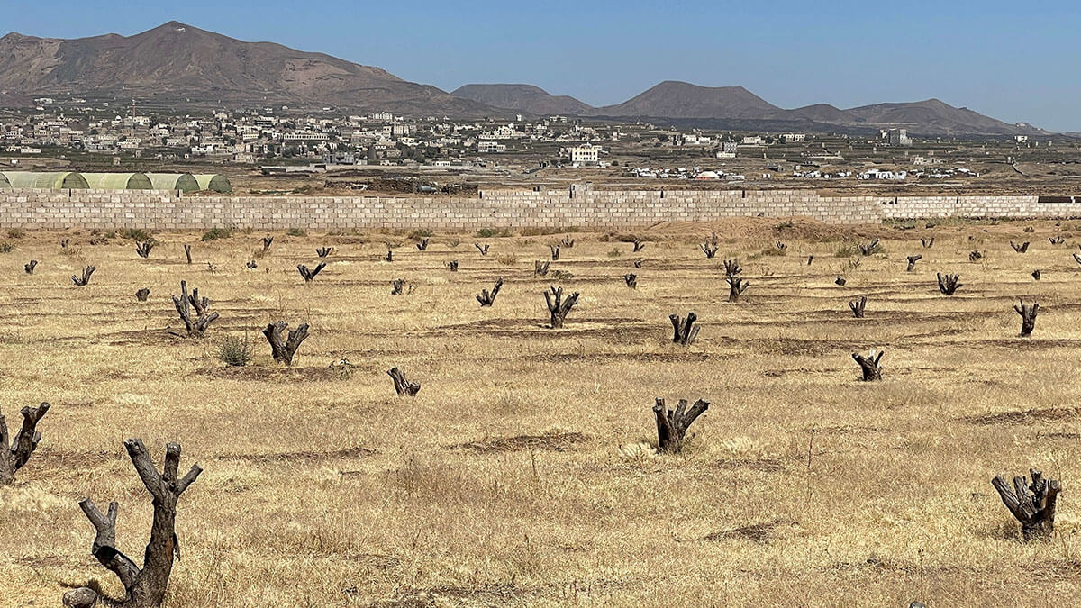 <p>Troncos de árboles frutales en una zona agrícola afectada por la sequía en las afueras de Saná, Yemen - REUTERS/ KHALED ABDULLAH </p>