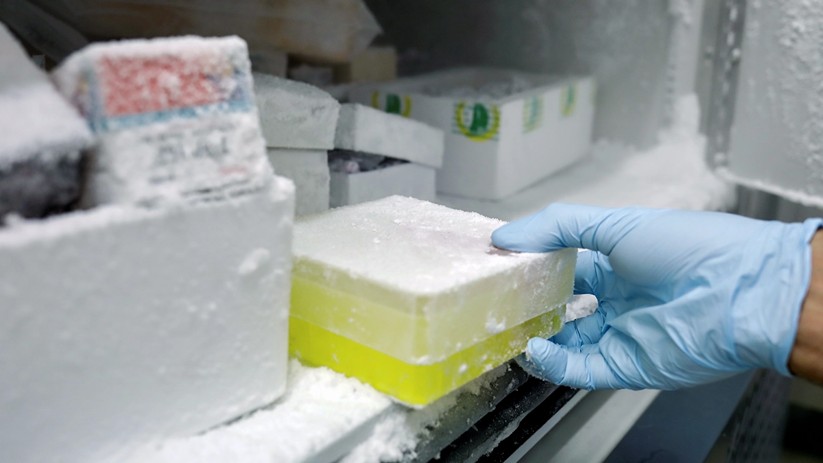 Trabajo científico en el laboratorio. Caja de cultivos extraída del congelador - Marc Guillen. Fundación "la Caixa"