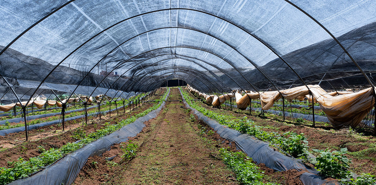 <p>Cultivo de fresa en Larache - PHOTO/ATALAYAR</p>
