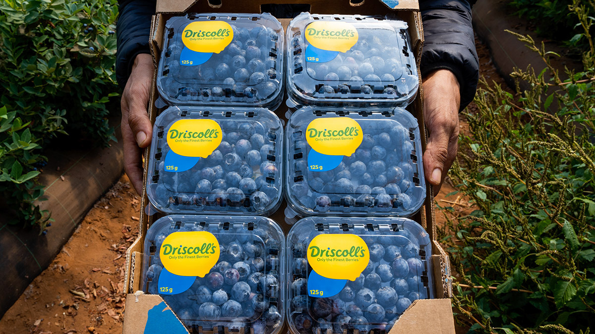 <p>Árandanos envasados para la empresa californiana Driscoll's  en Larache - PHOTO/ATALAYAR</p>
