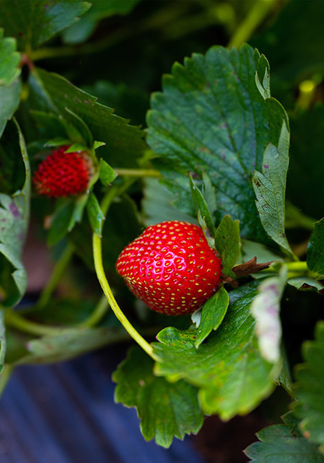 <p>Fresas en Larache - PHOTO/ATALAYAR </p>