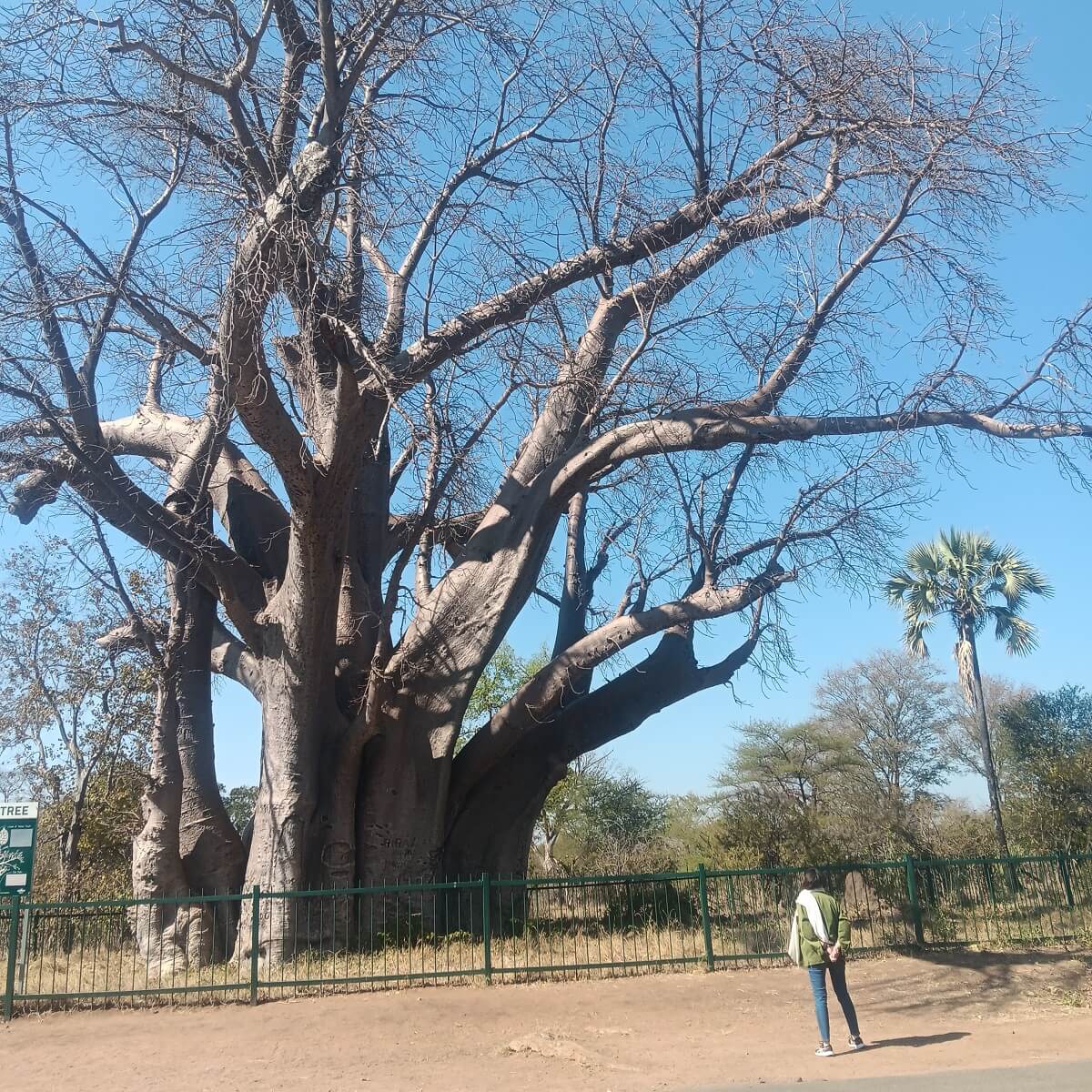 África