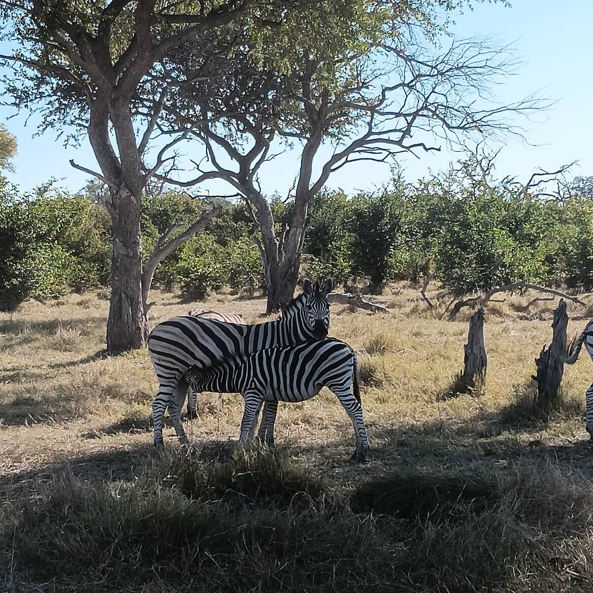 África