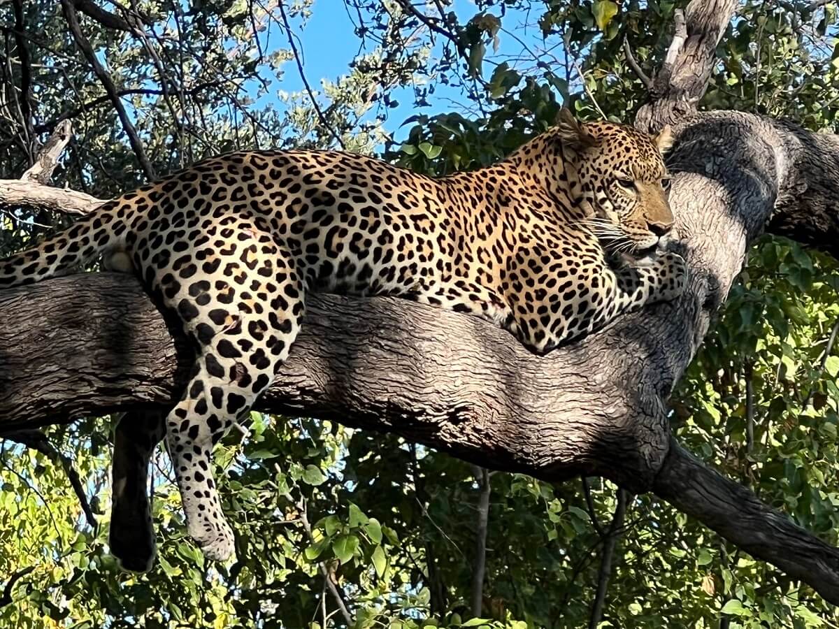 África