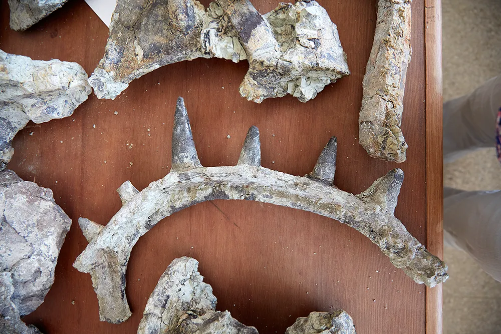 Espinas del dinosuaurio Spicomellus afer - PHOTO/MUSEO NACIONAL DE HISTORIA DE LONDRES