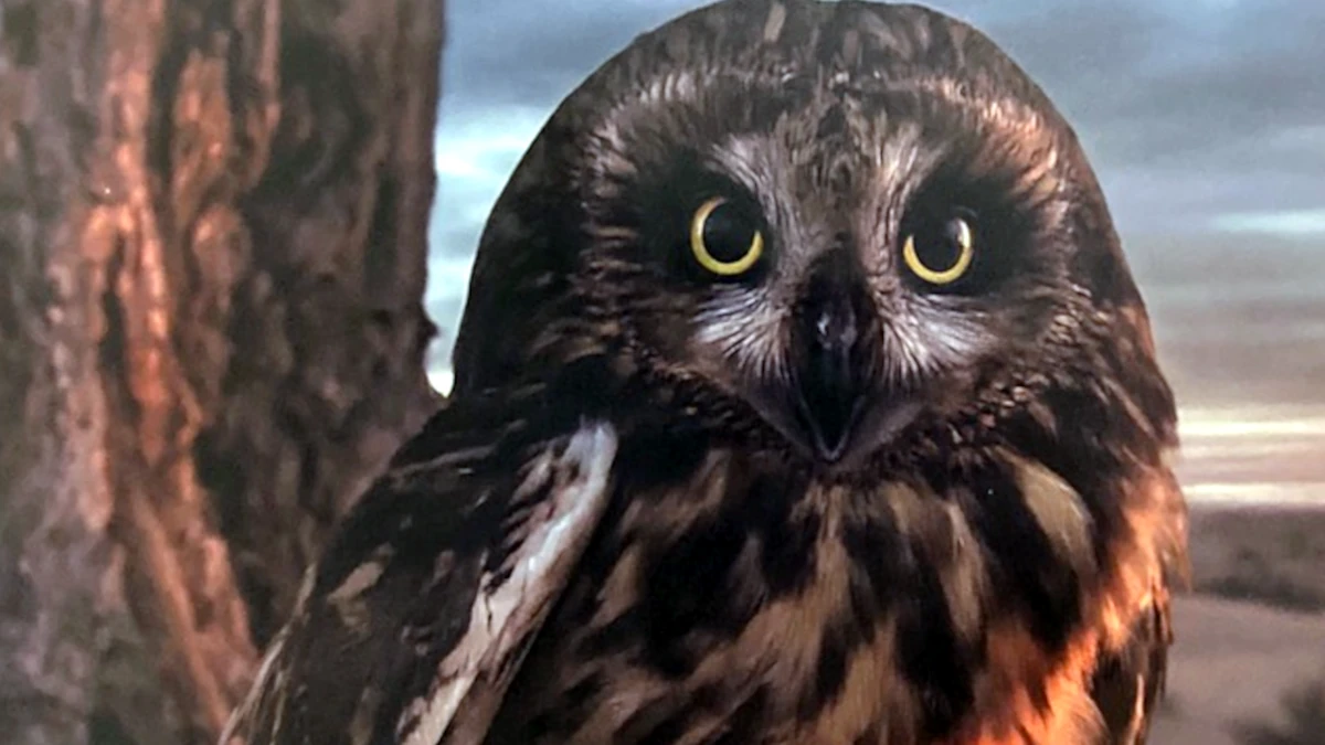 Búho en Omán - PHOTO/PEDRO GONZÁLEZ