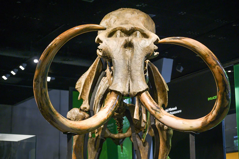 Vista frontal del mamut lanudo de CosmoCaixa  © Fundación "la Caixa"