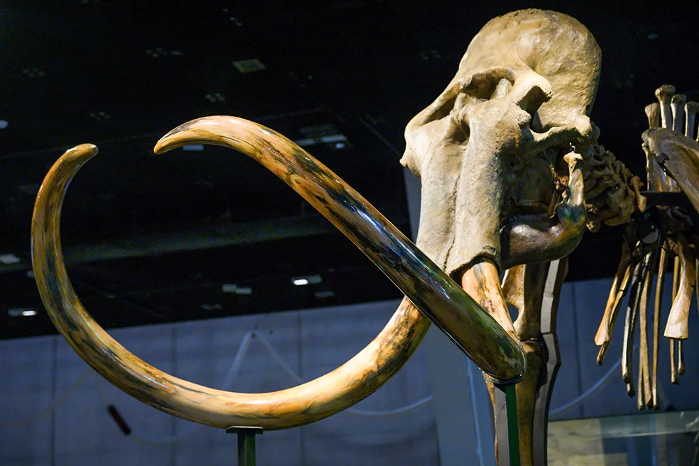 Las defensas crecían desde su base a lo largo de toda la vida de estos mamíferos - © Fundación "la Caixa" 