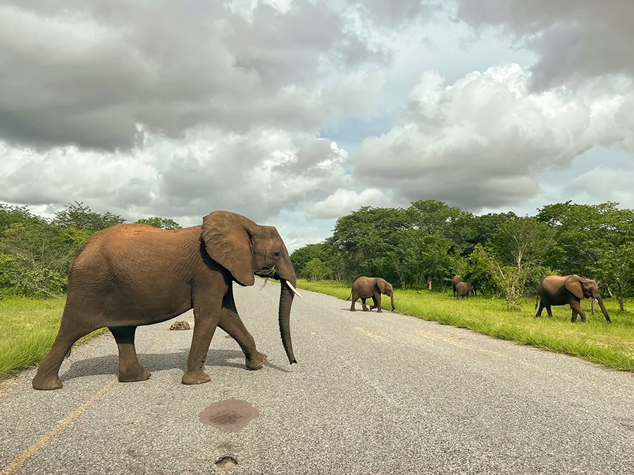 <p>Imagen del documental «Kaza. El último refugio de elefantes», conducido por el periodista Xavier Aldekoa - PHOTO/FUNDACIÓN LA CAIXA</p>
