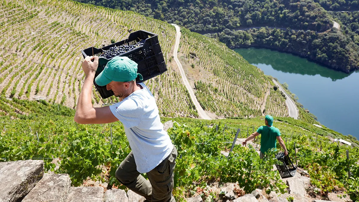 Trabajador carga una caja llena de uvas en un viñedo de Carballo Cobo en Doade, Lugo, España - REUTERS/ MIGUEL VIDAL