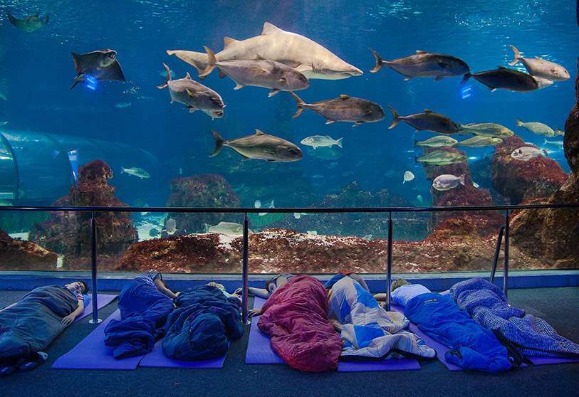 Buceo entre tiburones