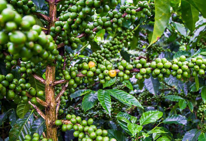 Las favorables condiciones climáticas y geográficas de los territorios de Centroamérica propician el cultivo de cafés de alta calidad con numerosas variedades 