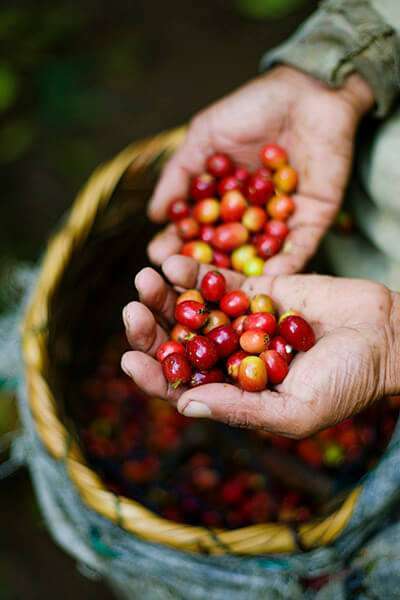 Las favorables condiciones climáticas y geográficas de los territorios de Centroamérica propician el cultivo de cafés de alta calidad con numerosas variedades 