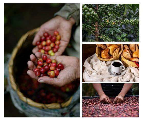Las favorables condiciones climáticas y geográficas de los territorios de Centroamérica propician el cultivo de cafés de alta calidad con numerosas variedades 