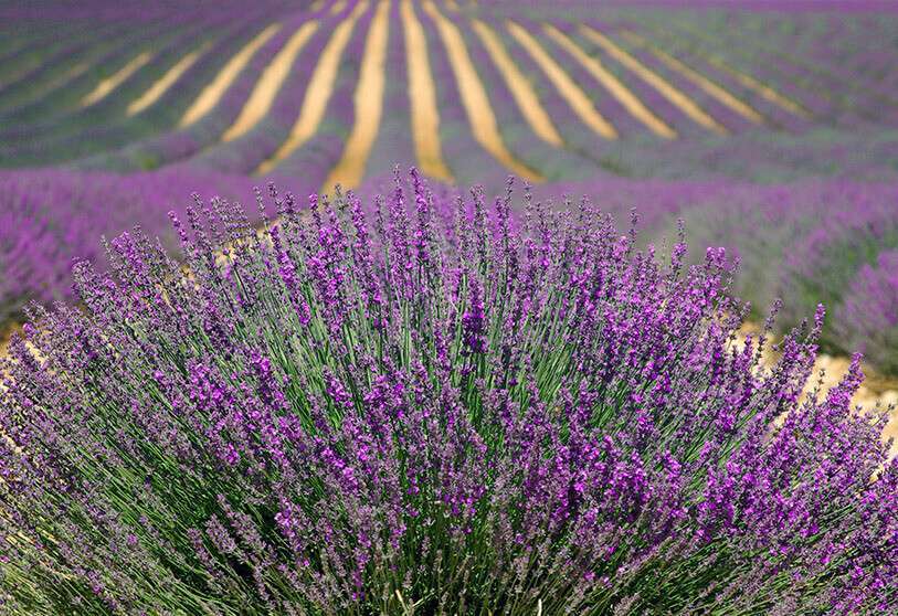 Francia