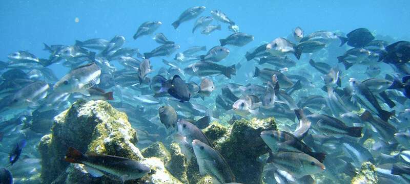 ONU Medio Ambiente Un arrecife de coral en Bonaire, en el Caribe